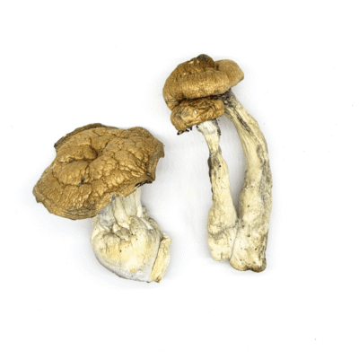 Buy DC Mak Magic Mushrooms